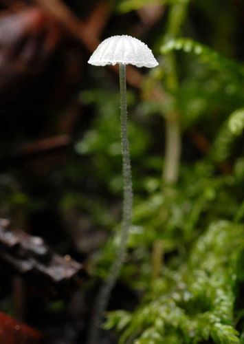 Mycena adscendens